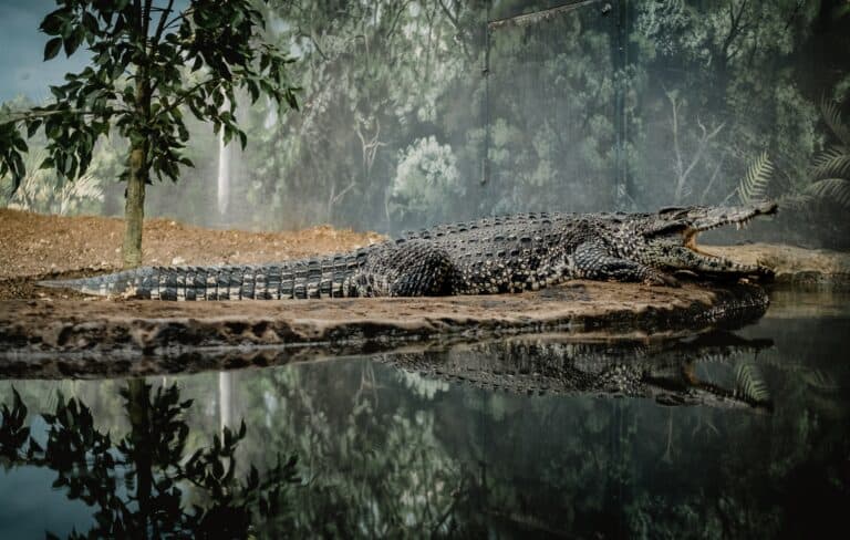 A crocodile walking toward water.