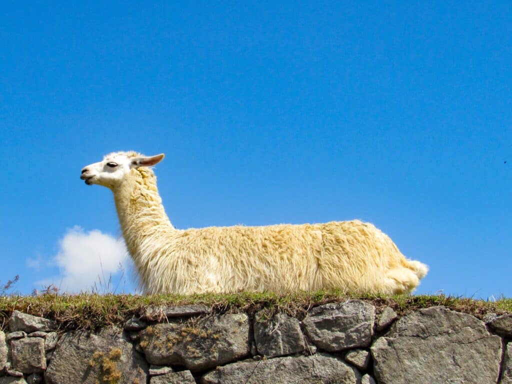 Hanging out on a stone wall at Machu Picchu.