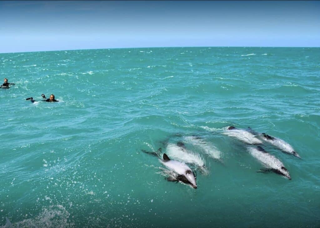 New Zealand is filled with wildlife. You can even swim with dolphins.