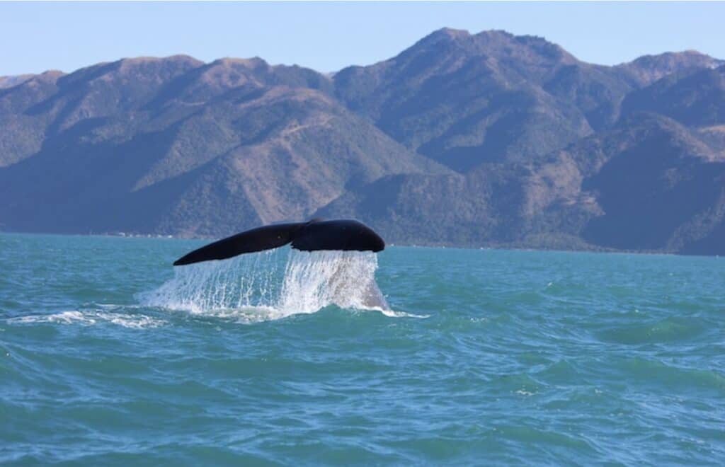 There are many different species of whales swimming in the waters of New Zealand. Its unique wildlife makes it a great place to visit. 