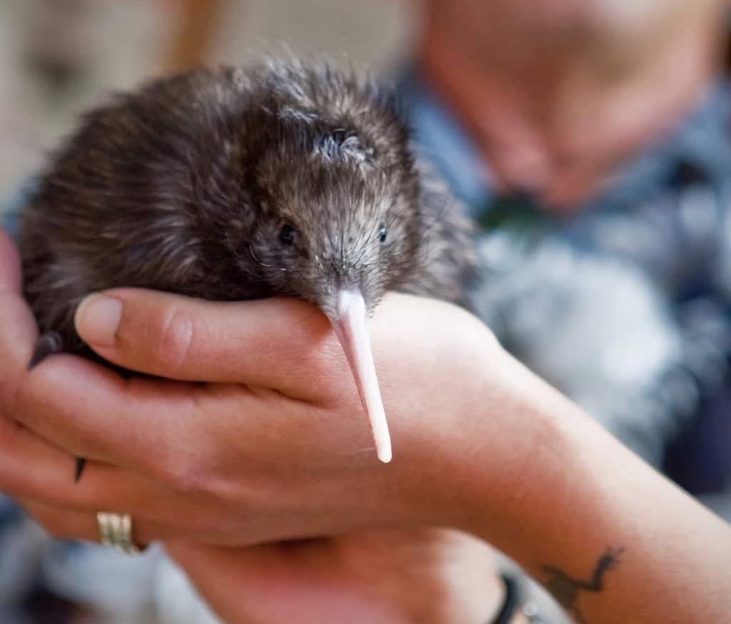 Kiwi Park in Queenstown is worth checking out for the beautiful sanctuary and many species of birds.