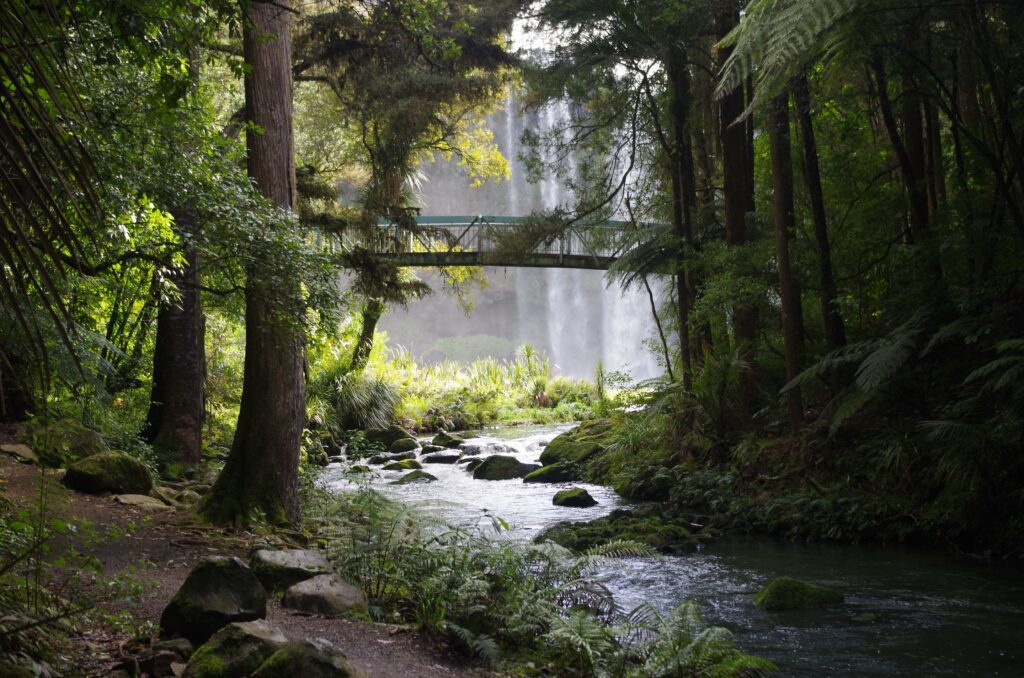 The forests of New Zealand. 