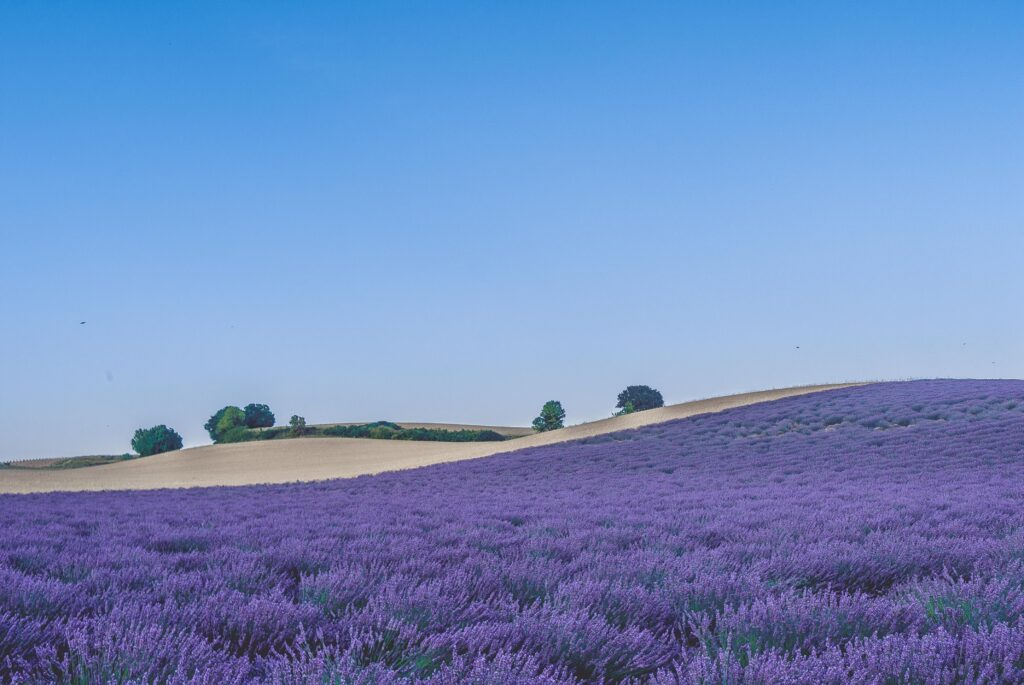 Lavender fields in Provence makes a visit to France worth it. France has 13 diverse regions. Provence is just one of them.