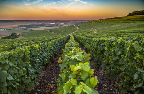 When visiting France, make sure you visit its diverse regions, like the Champagne region, where champagne is made.