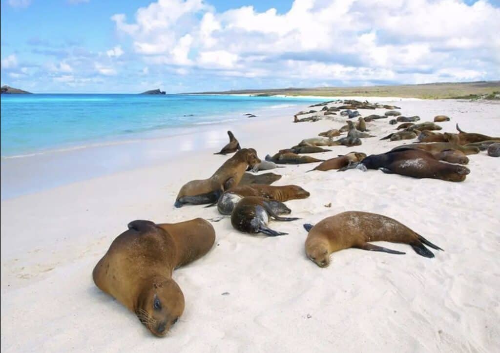 Gardner Bay Beach, Espanola Island. One of our favorite Galapagos beaches because of the lounging sea lions. 