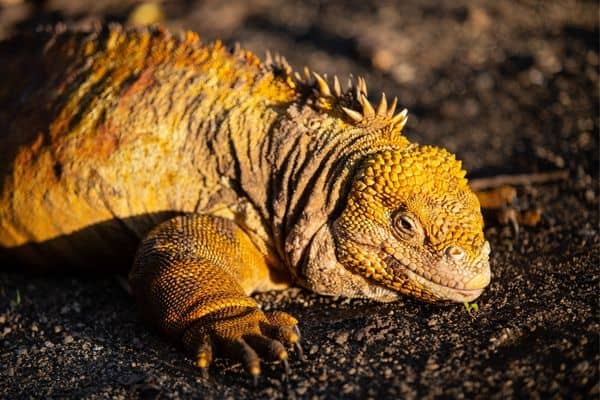 One of the Galapagos Islands' native creatures, the iguana.