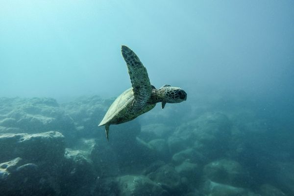 Go to the Galapagos to see the green sea turtle.