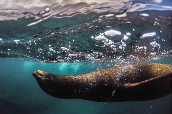 Yes. The Galapagos Islands are worth a visit to swim with the sea lions.