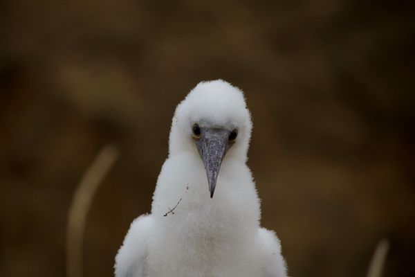 When you visit the Galapagos you have the honor of spending time with the unique wildlife only the Galapagos has.