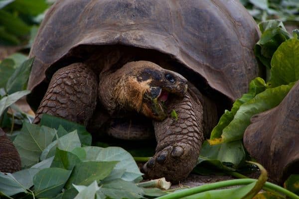 The Giant Tortoise, king of the Galapagos Islands.