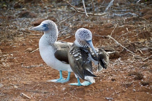 The Galapagos are home to unique birds.