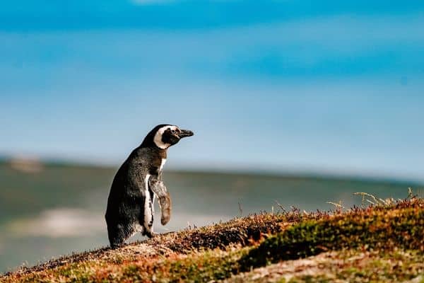 The Galapagos Penguin