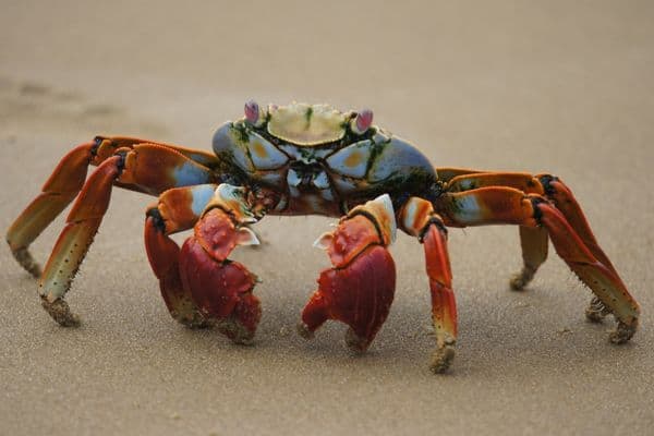 The Galapagos Islands are a very special place to visit.
