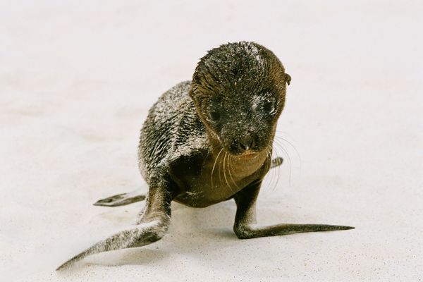 The Galapagos Islands are a special place to visit you won't soon forget.
