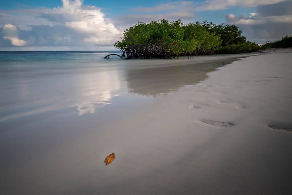 Tortuga Beach, Santa Cruz makes in onto many top ten list for best Galapagos beaches. 