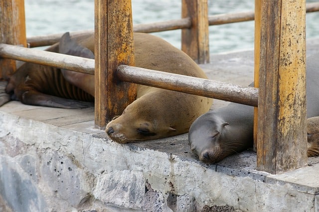 The Galapagos Islands are worth a visit to hang with creatures like this in their nature habitat.