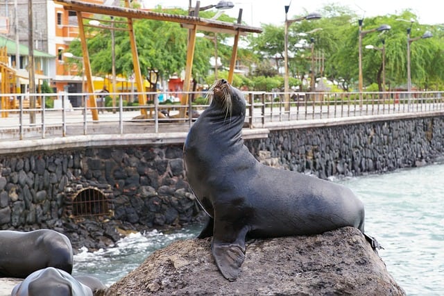 When visiting the Galapagos Islands, sea lions will be hanging out right near you.