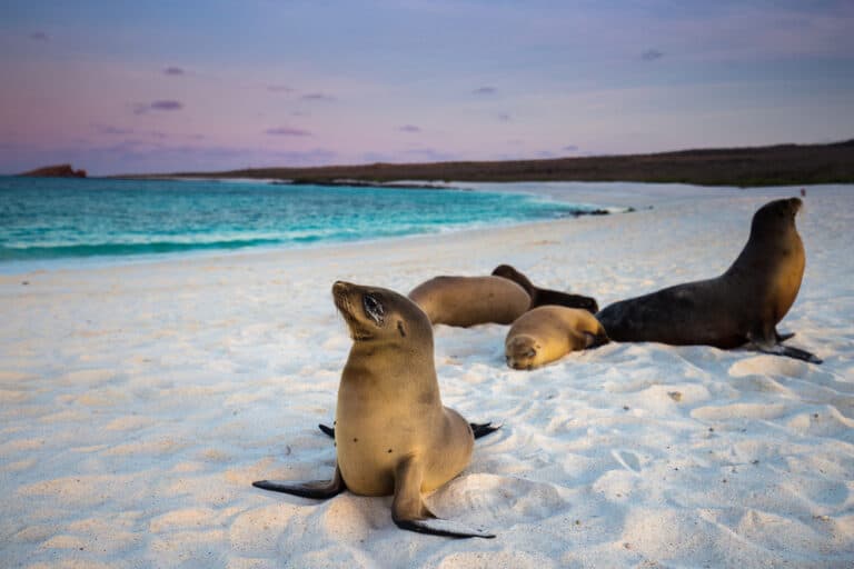 The beautiful white beaches in the Galapagos Islands.