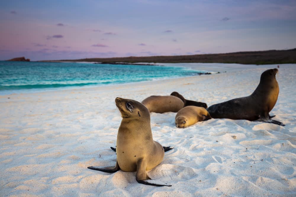 The beautiful white beaches in the Galapagos make it a great destination, along with the amazing wildlife roaming the islands.