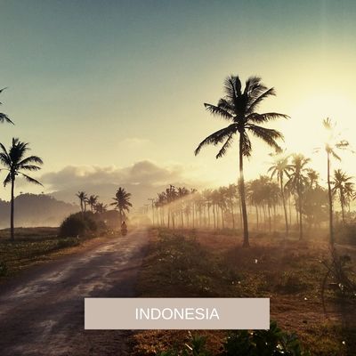 A picture of palm trees in Indonesia 