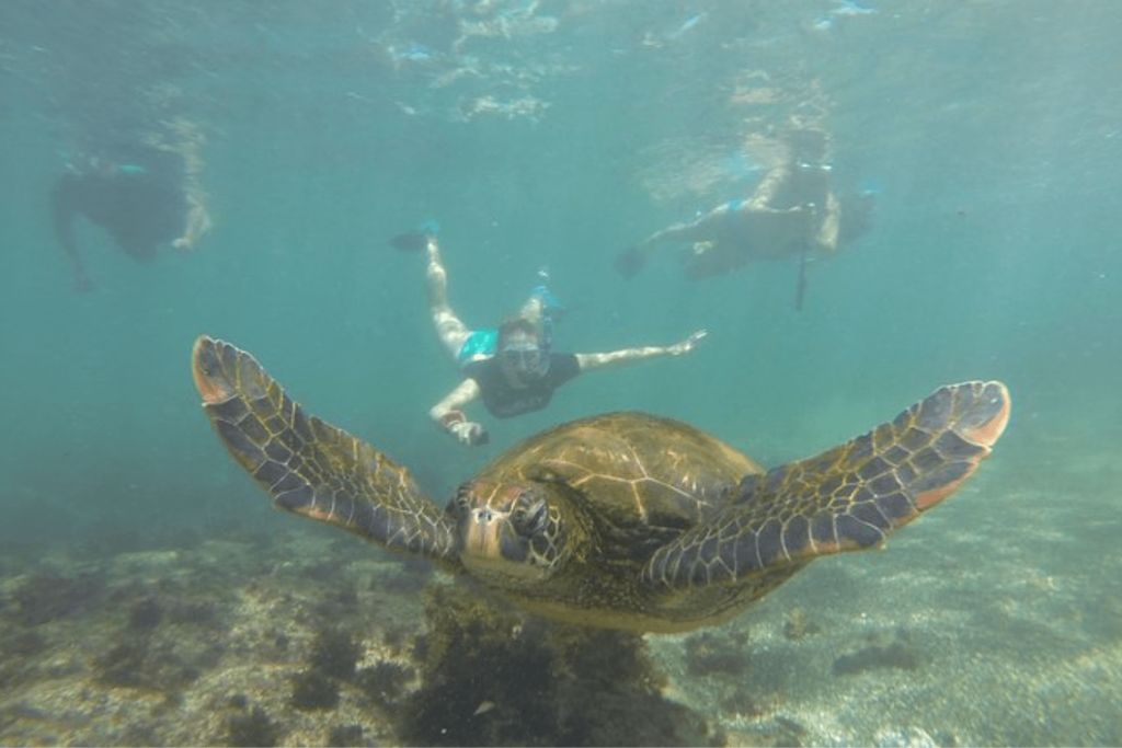 A Giant Sea Turtle and snorkelers swimming together in the waters of the Galapagos Islands.