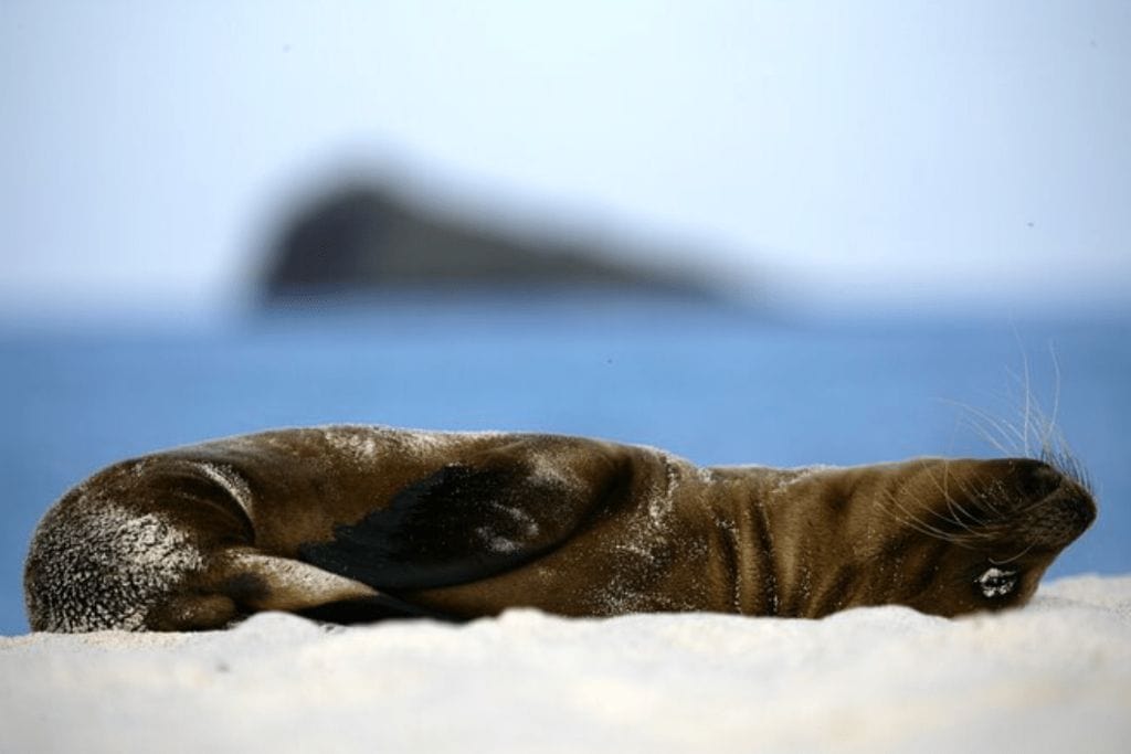 A sea lion basking in the sun on the beach in the Galapagos Islands. There are many great Galapagos tours for seniors in the Galapagos.