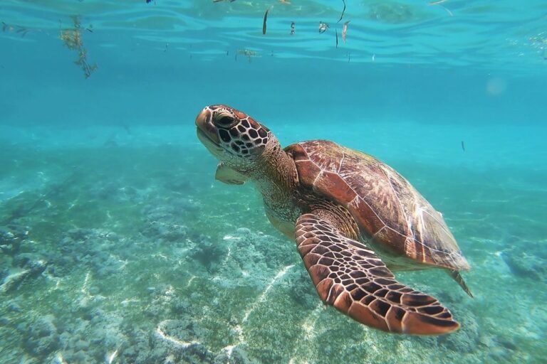 A giant sea turtle swimming in the Galapagos water. The sea turtle has something to do with the meaning of the Galapagos in Spanish.