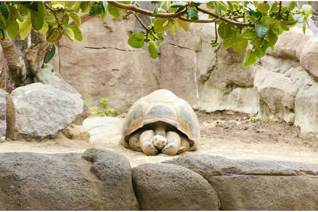 A giant tortoise sitting in the sun in the Galapagos Islands. The islands derived their name from these giant turtles. 