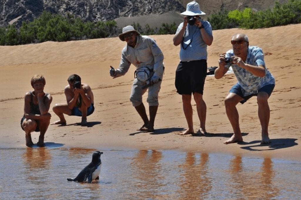 Four people stand on a beach watching a baby penguin. Galapagos Islands 5-Day Northern Cruise aboard Yacht Isabela II, one of the best luxury Galapagos Tours.