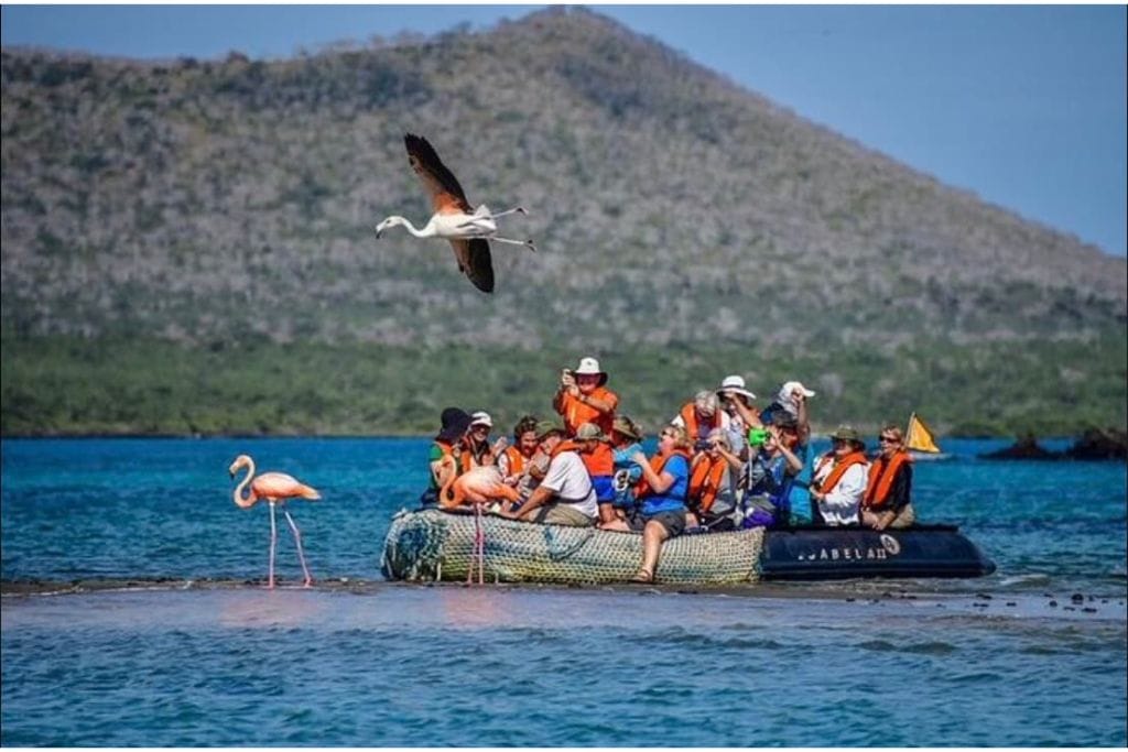 Galapagos Islands 7 Days Southeastern Cruise aboard Yacht Isabela II. A raft of people looking at three flamingos in the water.