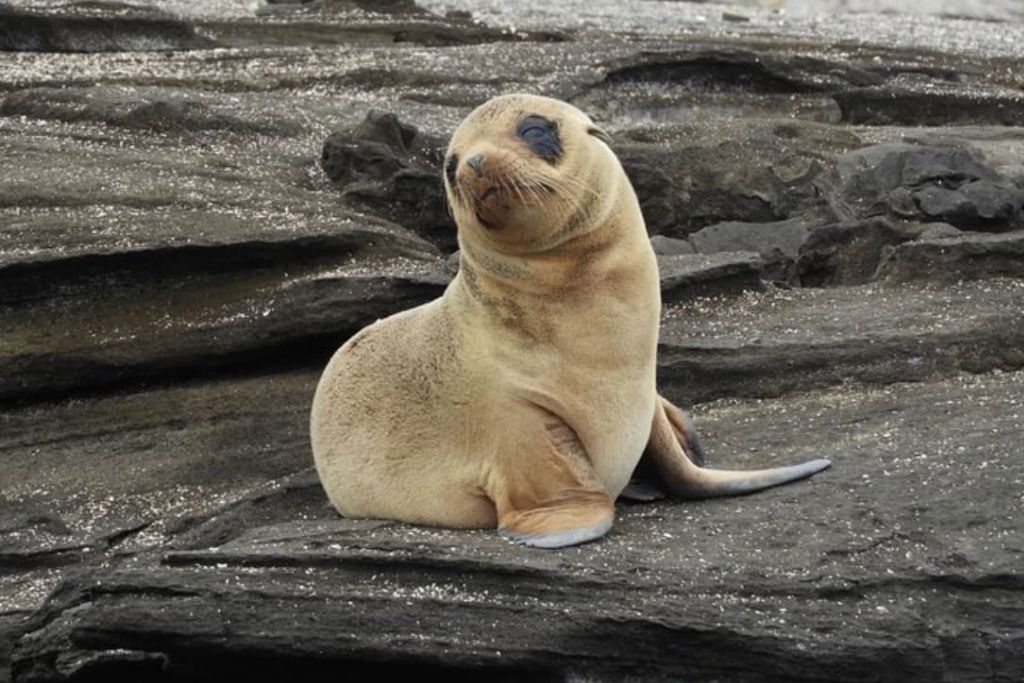 7-Day Luxury Safari Tour of the Galapagos Islands. This is one of the best luxury land-based tours on the Galapagos. You'll see baby sea lions like the one sitting on a rock in this photo.