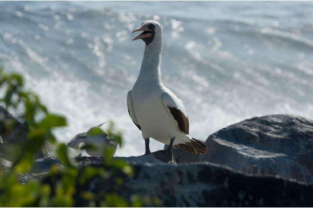A bird on a rock enjoying the sun in the Galapagos Islands. 