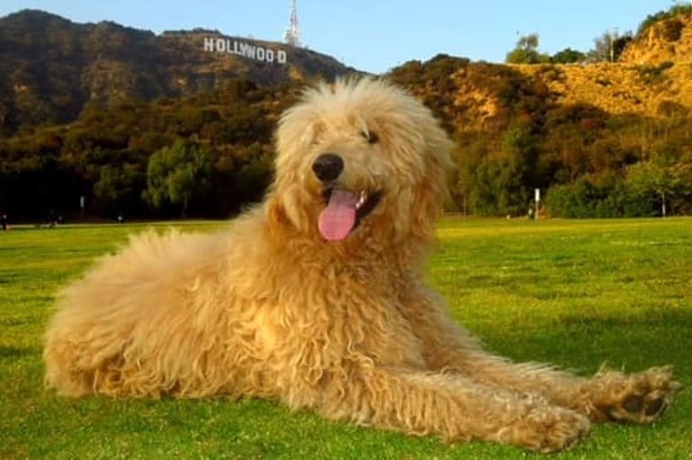 Ollie, a dog, in a dog park in front of the Hollywood Sign.