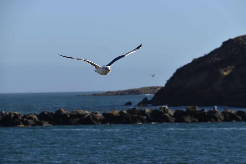 A single seagull flies in front of a large cliff, sea rocks and the Pacific Ocean.