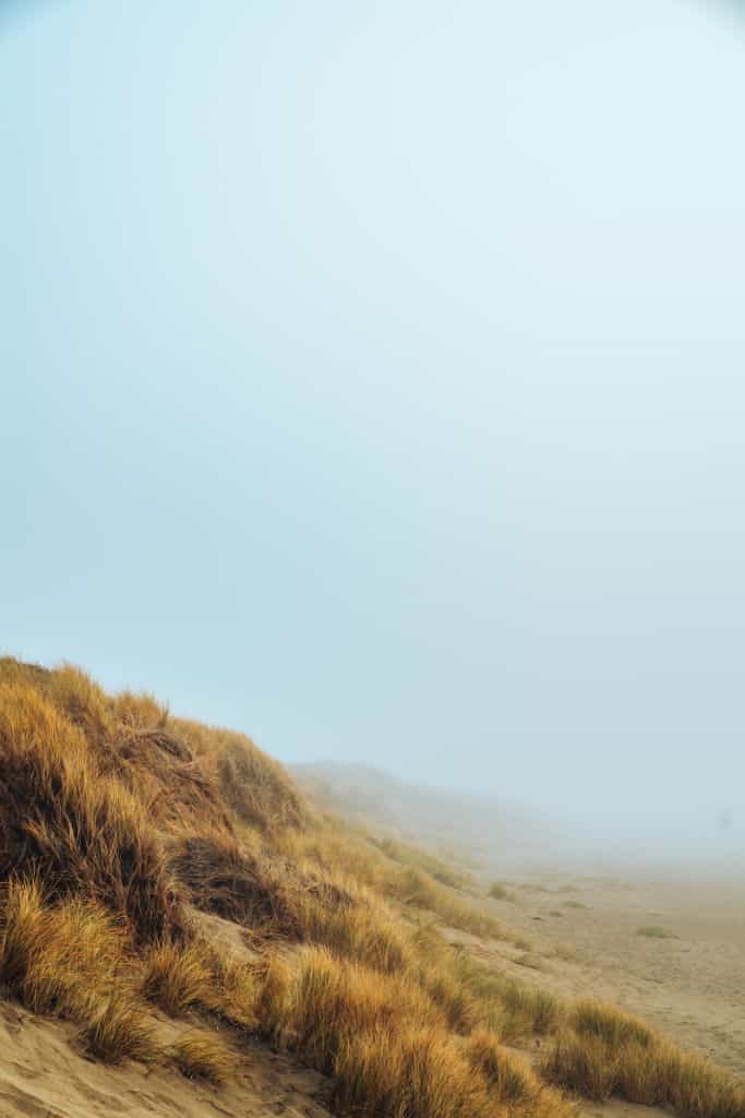 A foggy beach with sagebrush and dunes. Bodega Bay in November. 