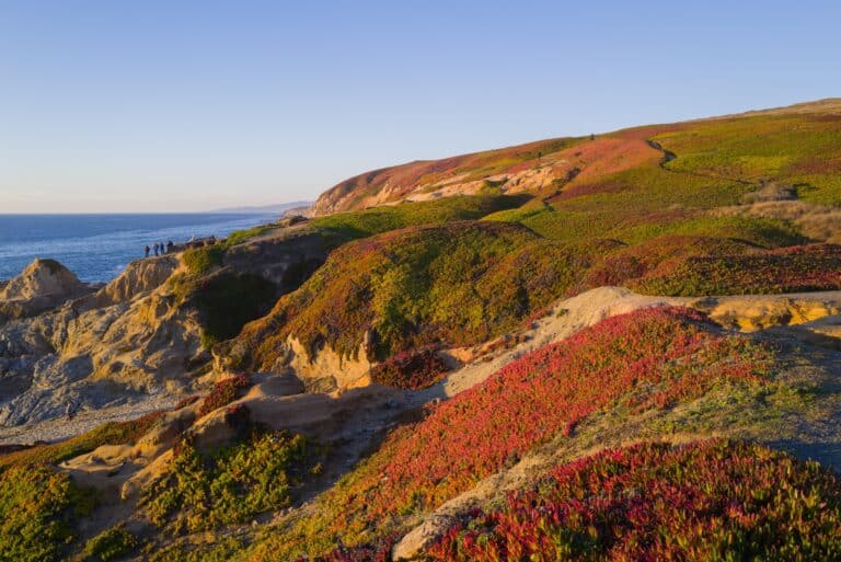 The Bodega Head in fall.