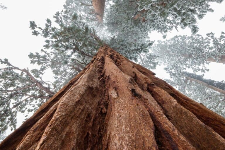the-general-sherman-tree