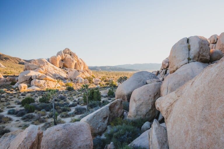 Rocks and greenery in Joshua Tree, California.