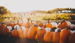 A patch of pumpkins sitting in the sun.