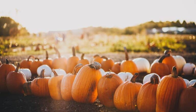 A patch of pumpkins sitting in the sun.