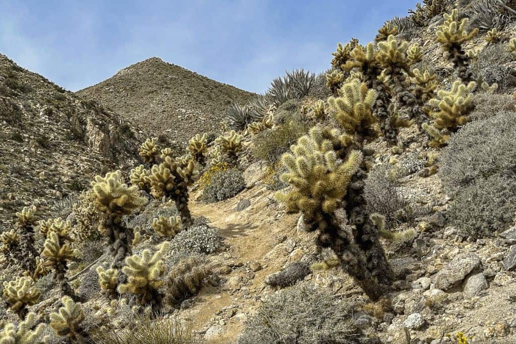 A path through the desert with joshua trees.