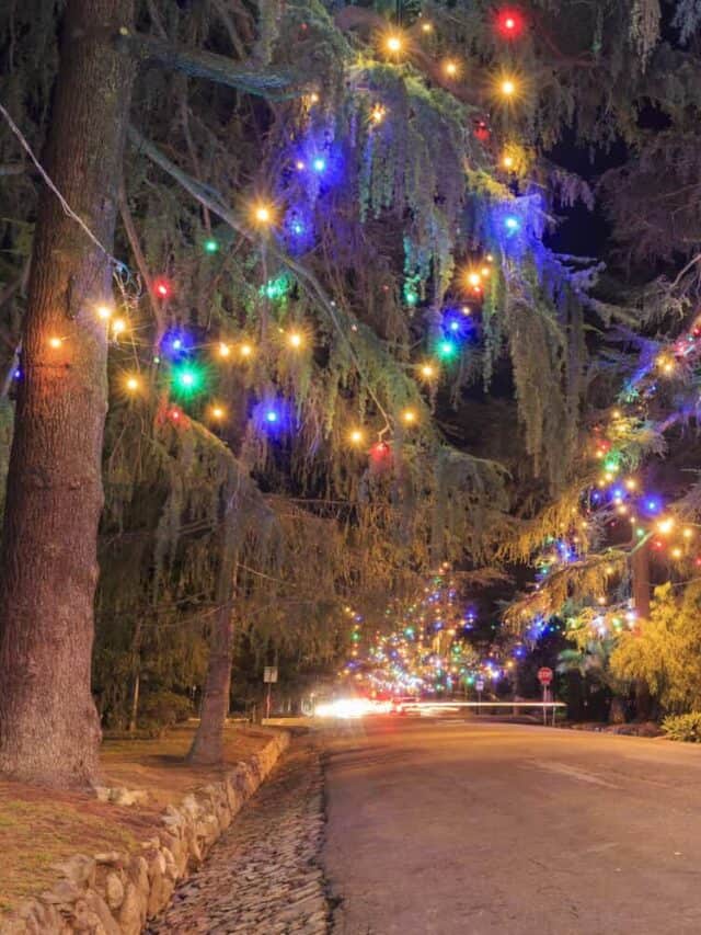 Large cedar trees with Christmas lights line Christmas Tree Lane in Altadena.