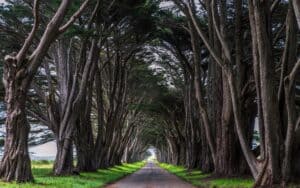 The Cypress Tree Tunnel in Point Reyes National Seashore, California.