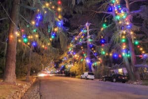 Large cedar trees with Christmas lights line Christmas Tree Lane in Altadena.