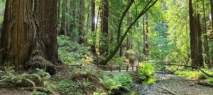 Muir Woods National Monument in Northern California.