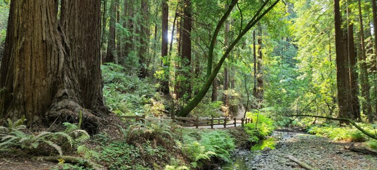 Muir Woods National Monument in Northern California.