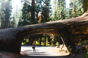 Sequoia National Park with a man standing on a giant Sequoia that is on its side. While a woman looks up at the man from the ground.